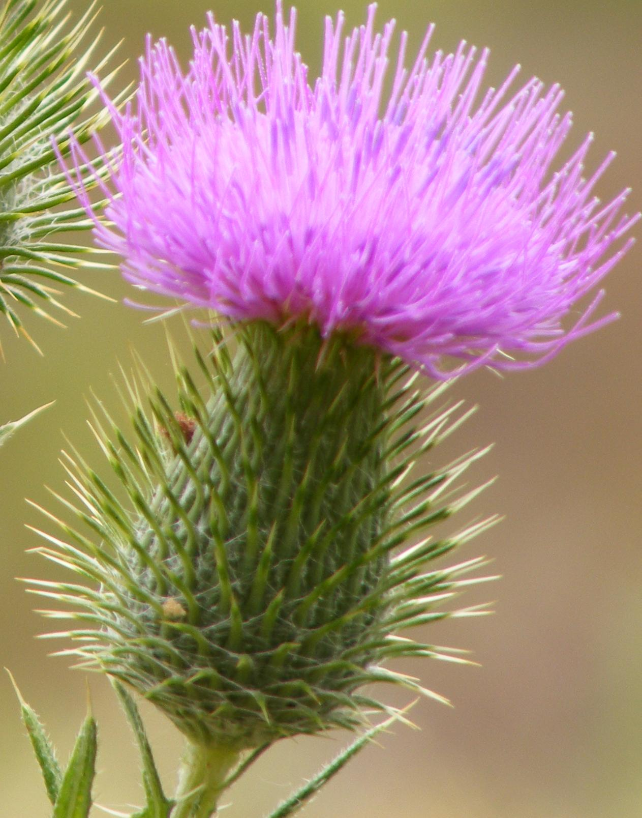 Scotch Thistle