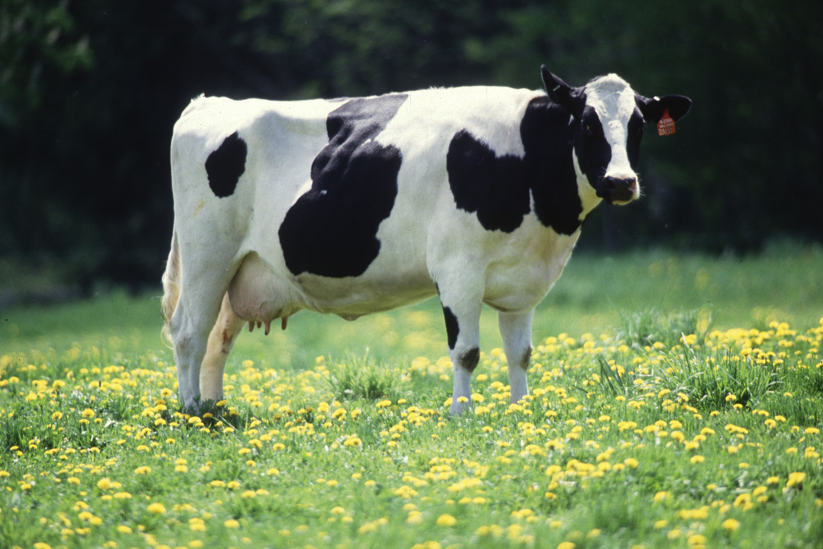 Friesian Holstein cows