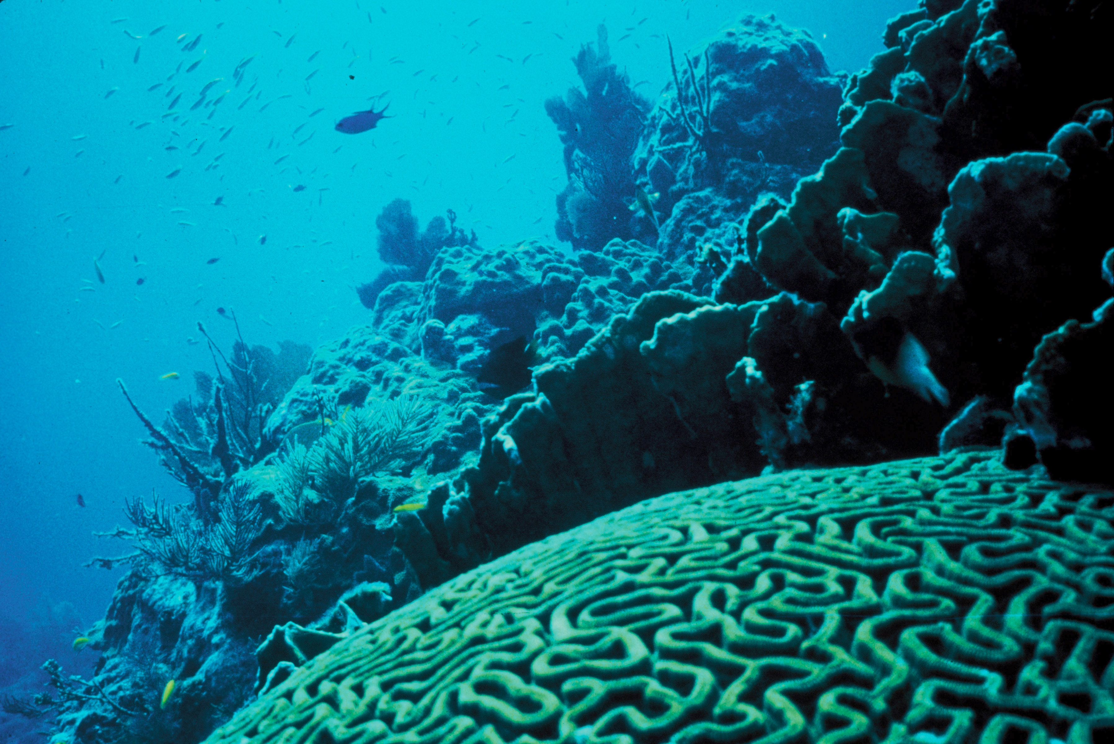 Coral reef composed of Anthozoa, which, despite procreating via fertilization, commonly reproduce without physical mating