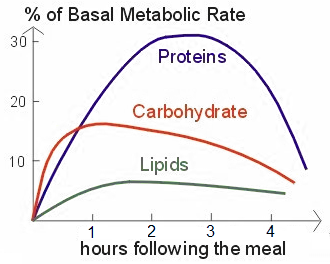 Postprandial thermogenesis increases metabolic rate to different degree depending on food constituents.