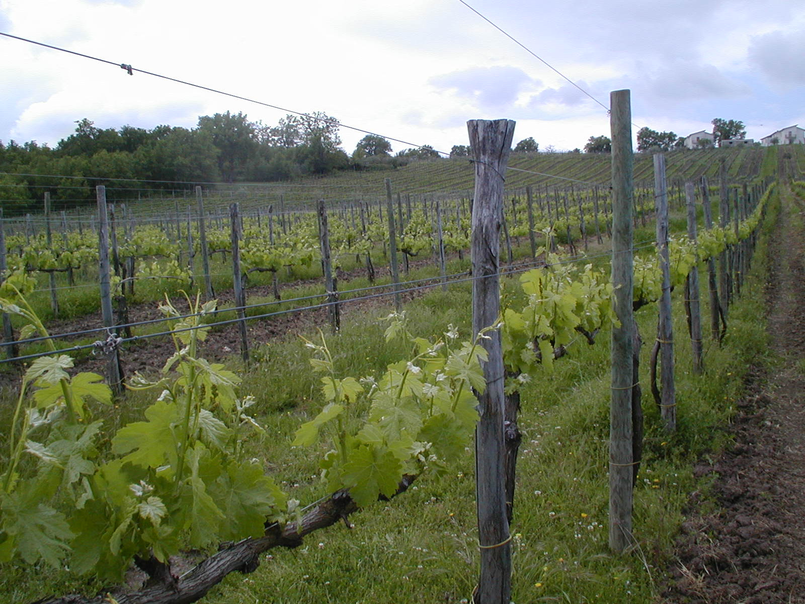Vines growing in Campania.