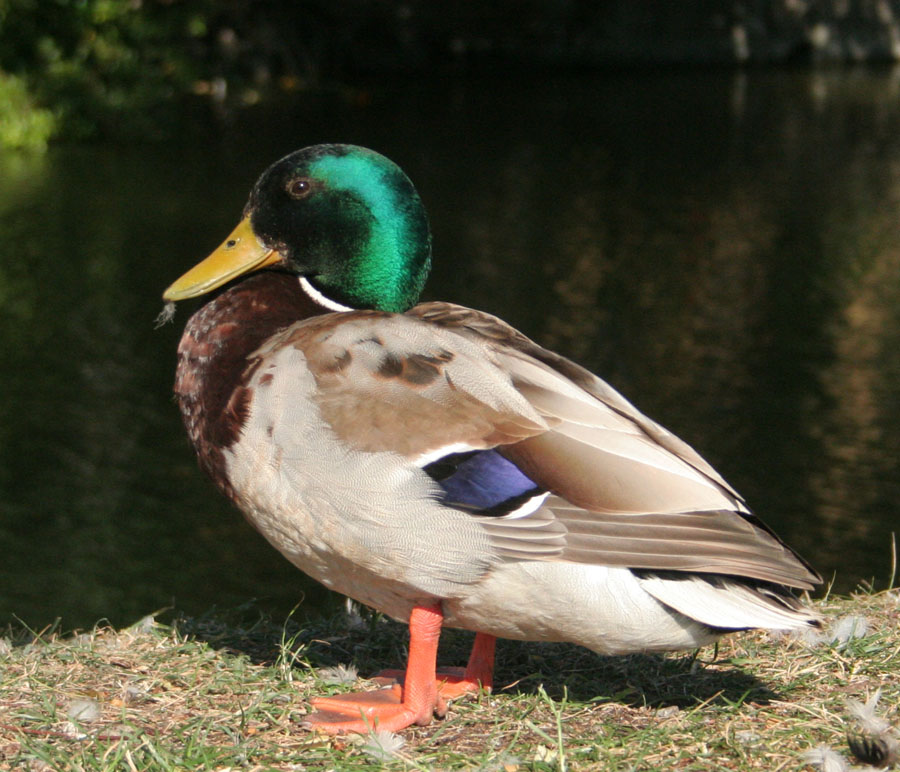 Homhle