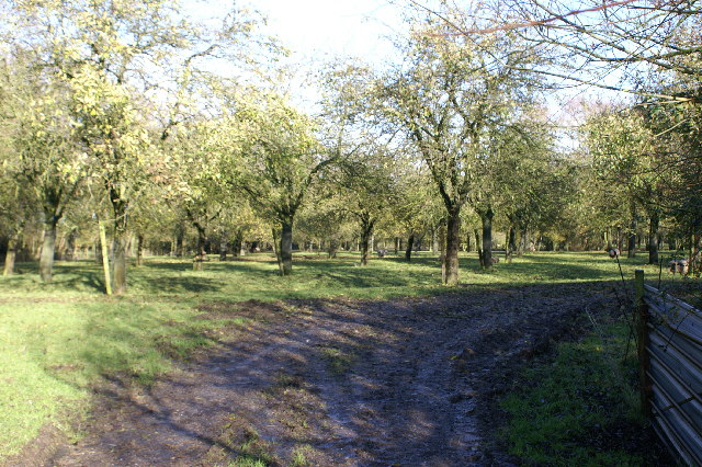 Archet