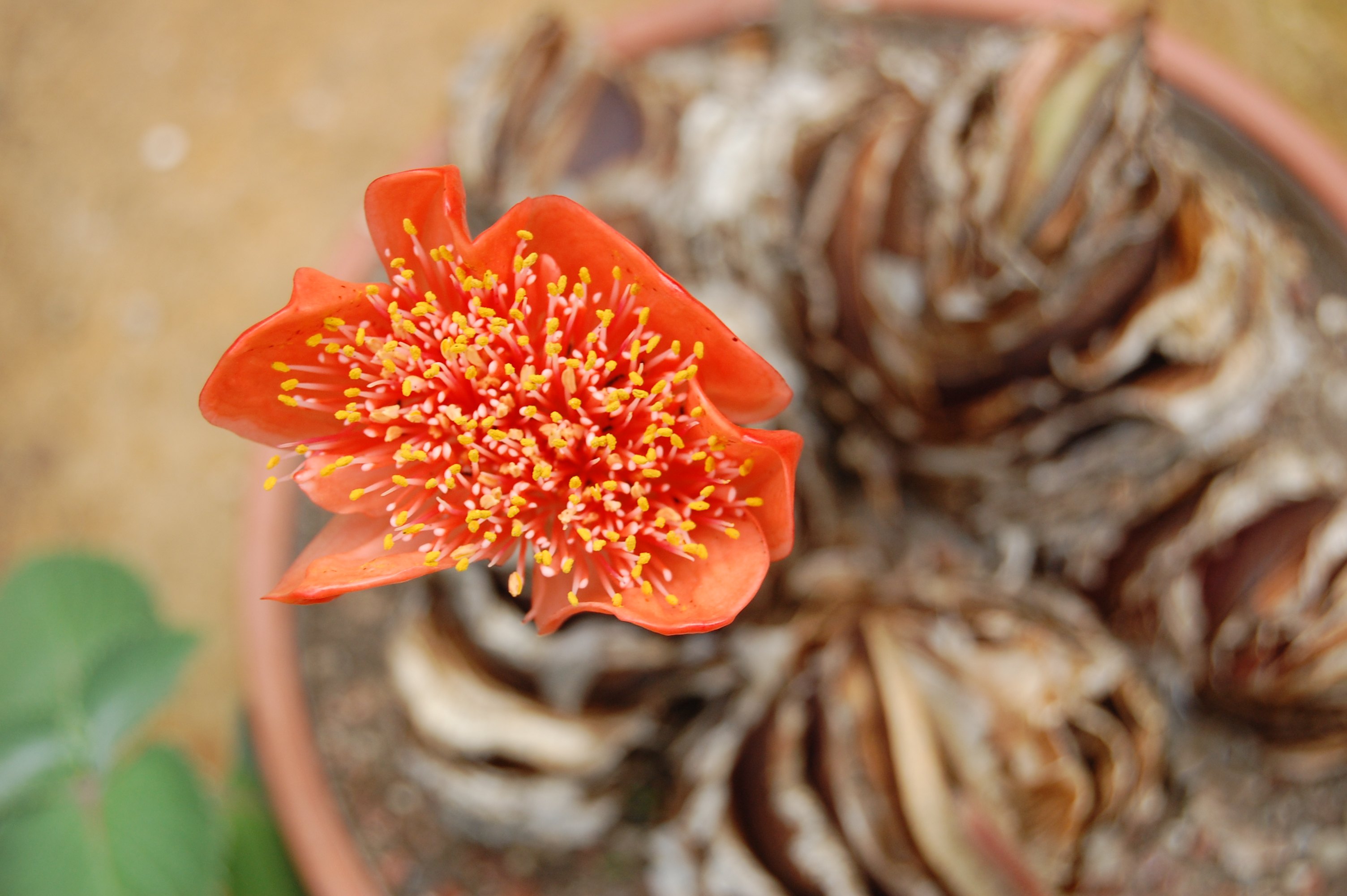 Haemanthus coccineus