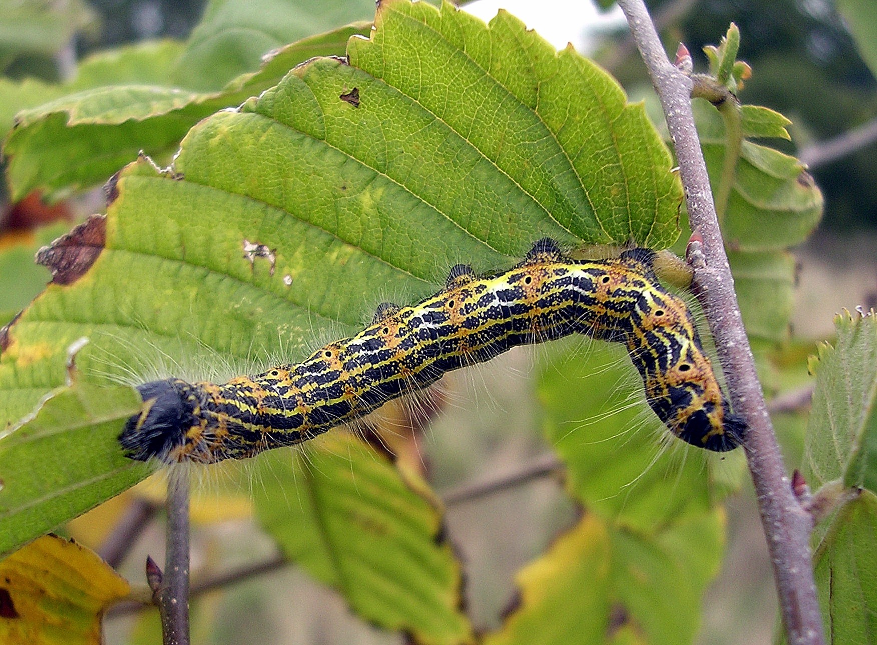  300px|Buff-tip larva on European White Elm, Great Fontley, England