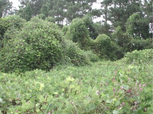 Kudzu overtaking shrubs