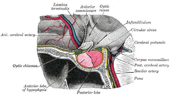 Grays_pituitary.png