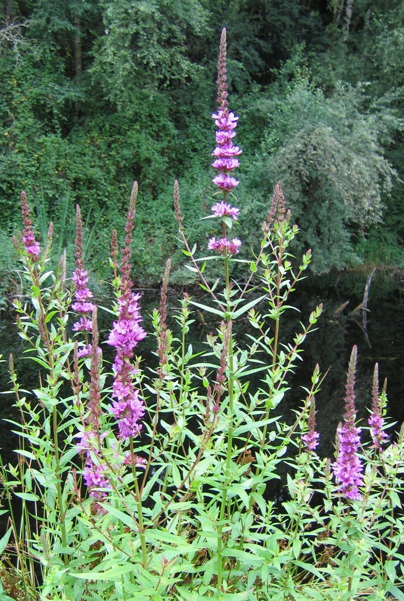 Purple Loosestrife
