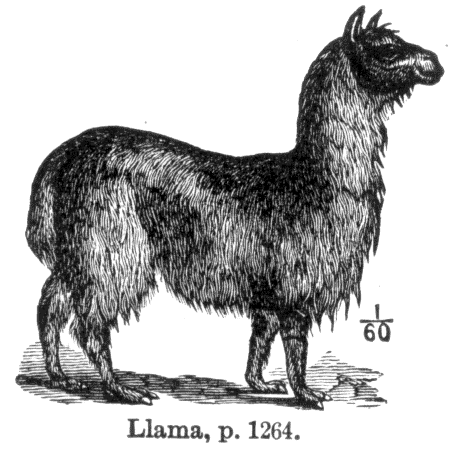 Llama Llama