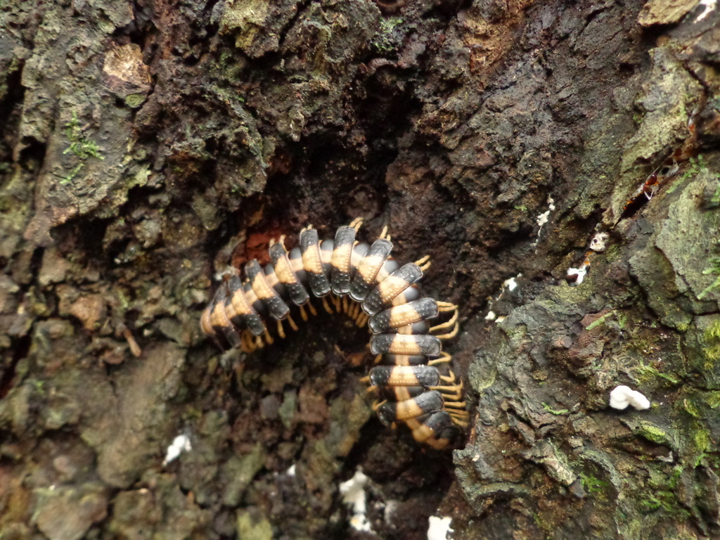 |thumb|right|200px|Millipede at Sengari Camp