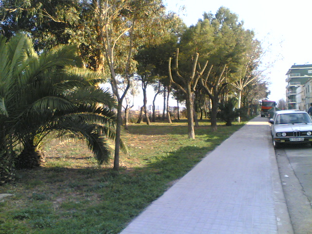 The locals have planted different species of plants, like this Palm tree. The grass grows naturally on the clay soil. 