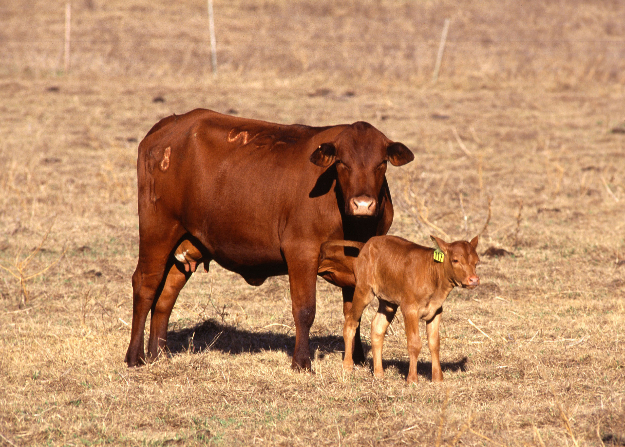 Cow and calf