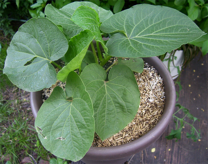 Young Kava Plant