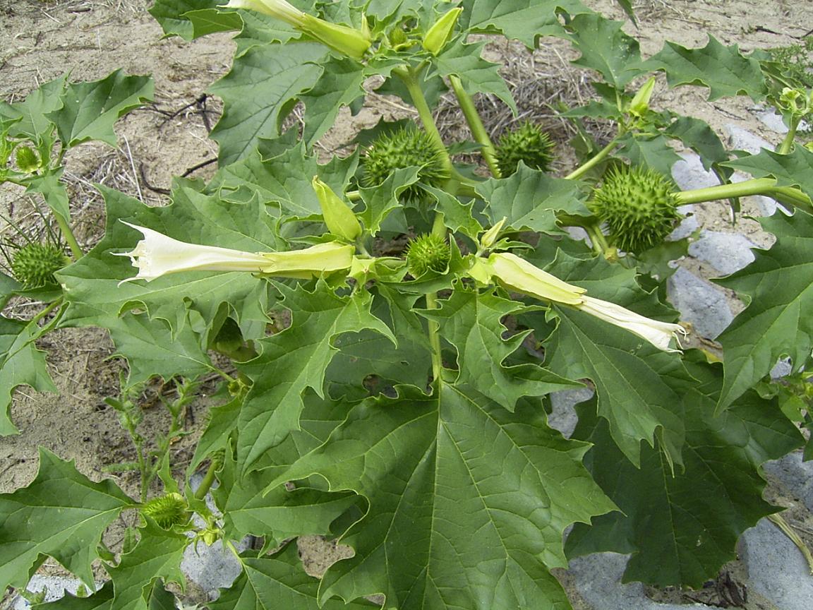 lright|175px|Datura Stramonium Plant
