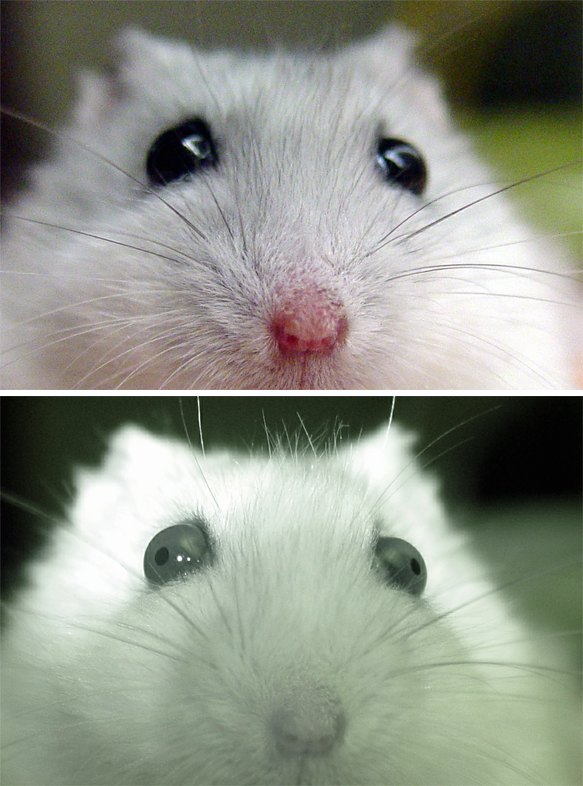The location of hamster pupils is not always obvious, but can be seen clearly with an infrared camera. The location of hamster pupils is not always obvious, but can be seen clearly with an infrared camera.