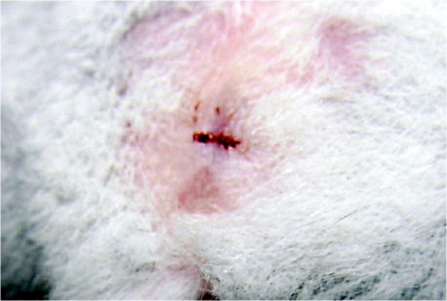 More defined version of above image.