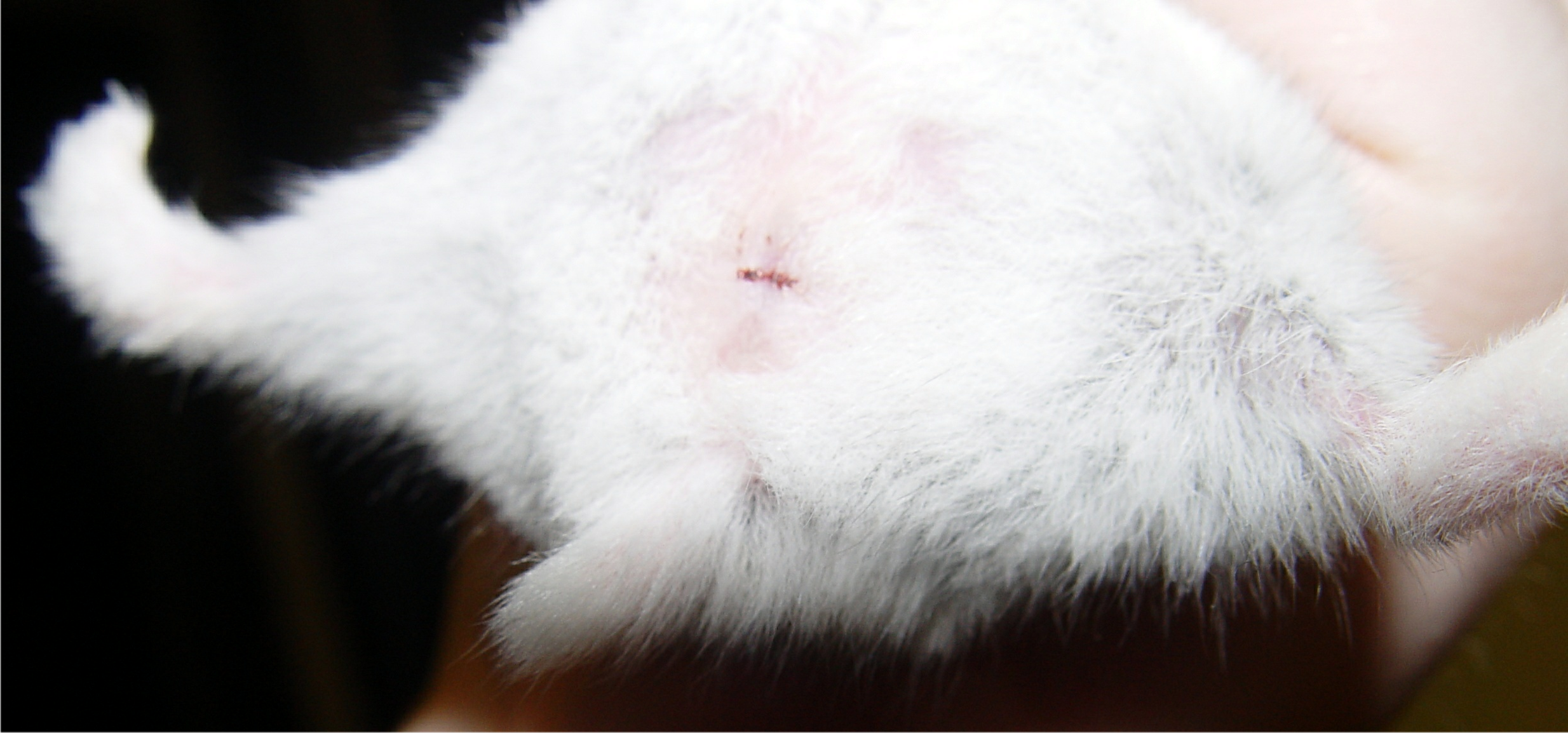 Vaginal spotting on a 6-month-old Winter White Russian Dwarf Hamster. The anus is visible as a more puckered orifice halfway from the vaginal entrance to the base of the tail.