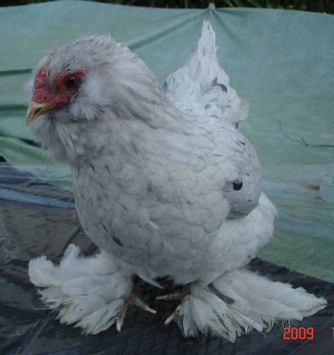 Adult Ameraucana-Cochin hen offspring of a splash Cochin rooster and a pale wheaten Ameraucana hen