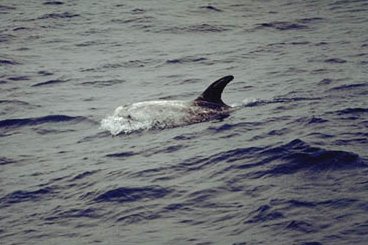 Risso's Dolphin
