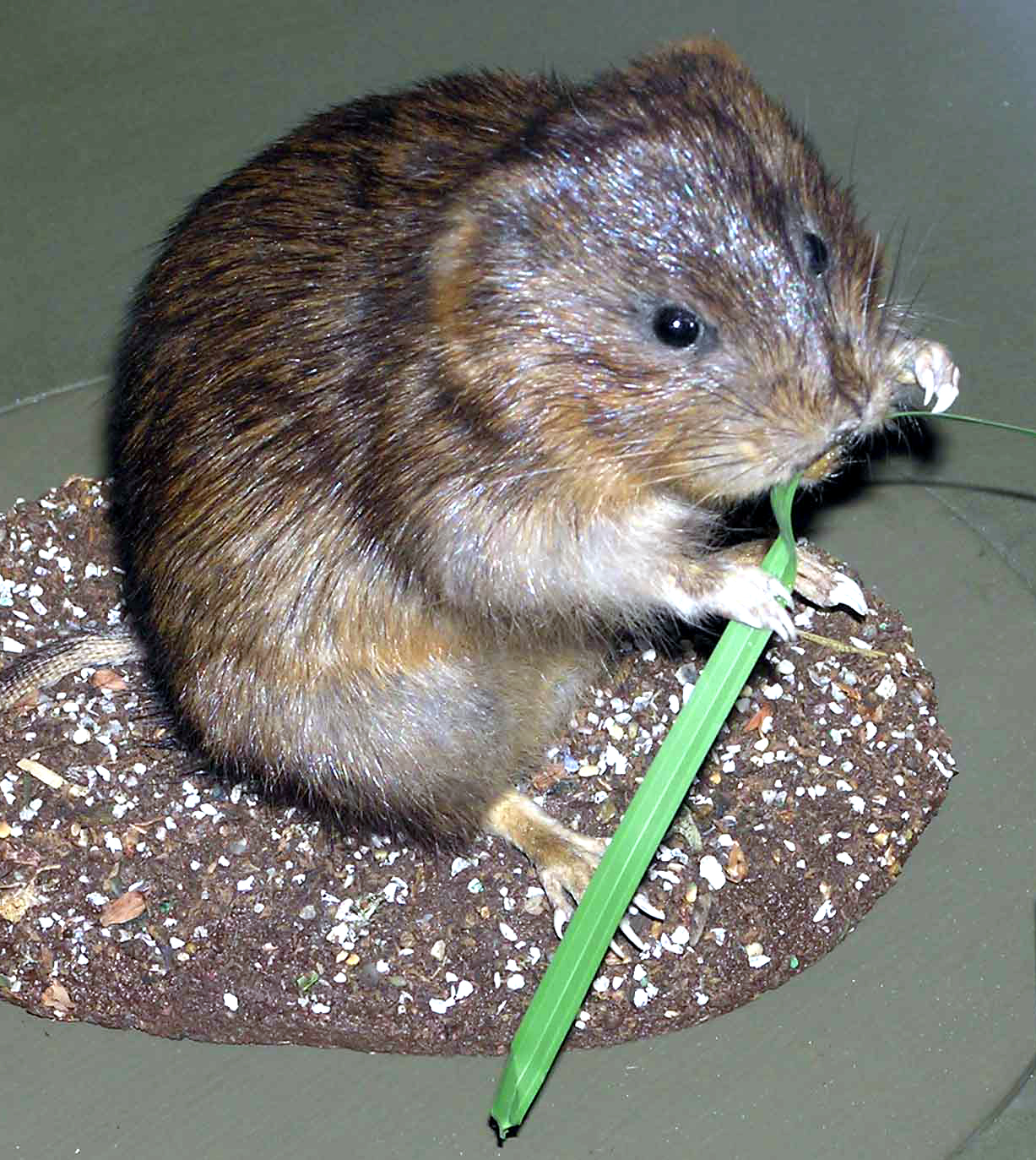 Water Vole