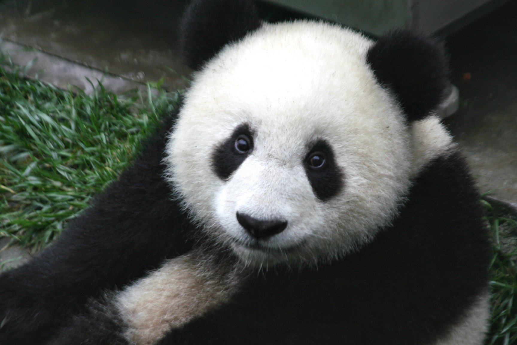 A seven-month old panda cub in the Wolong Nature Reserve in Sichuan, China.