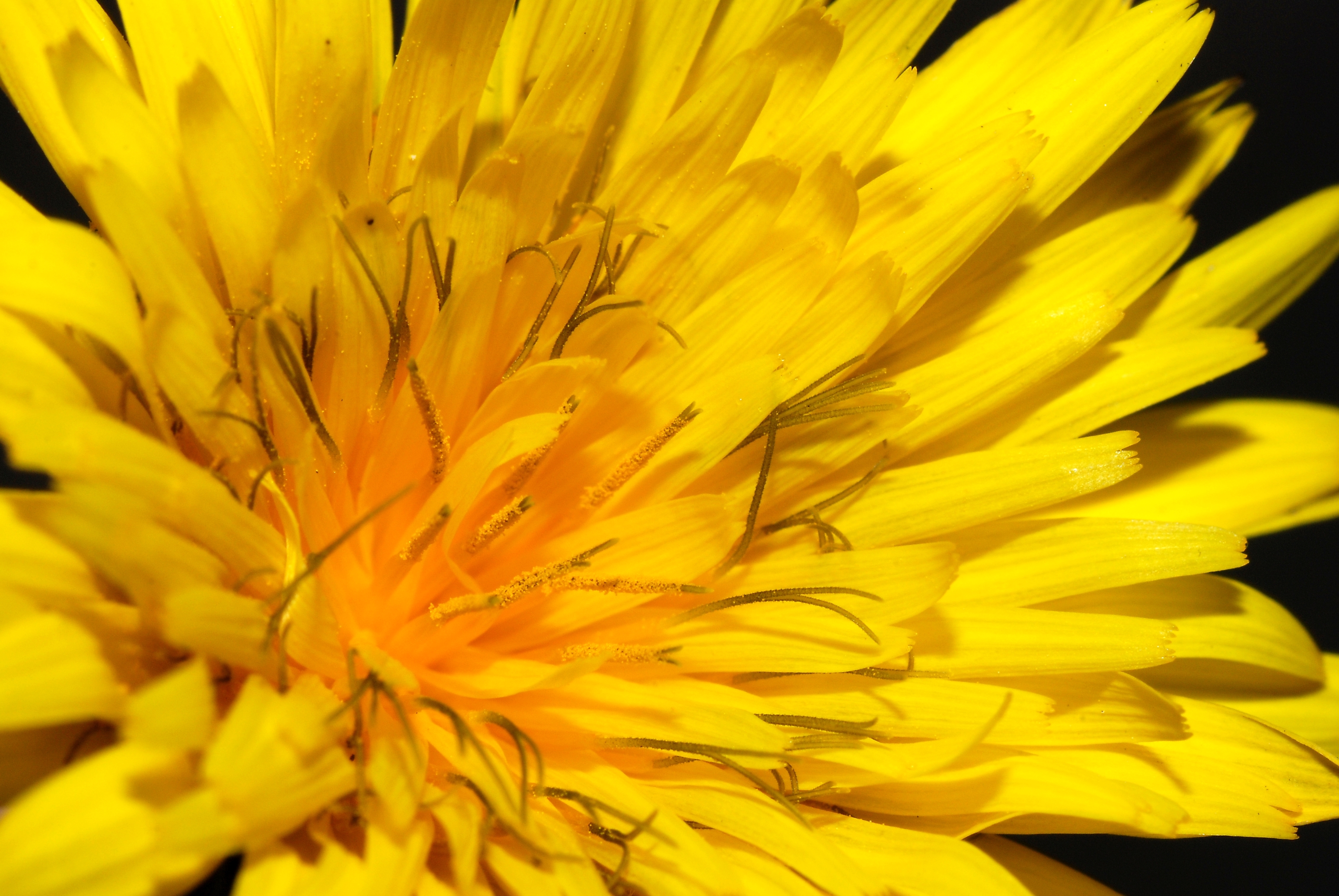 Many florets make this flower head.