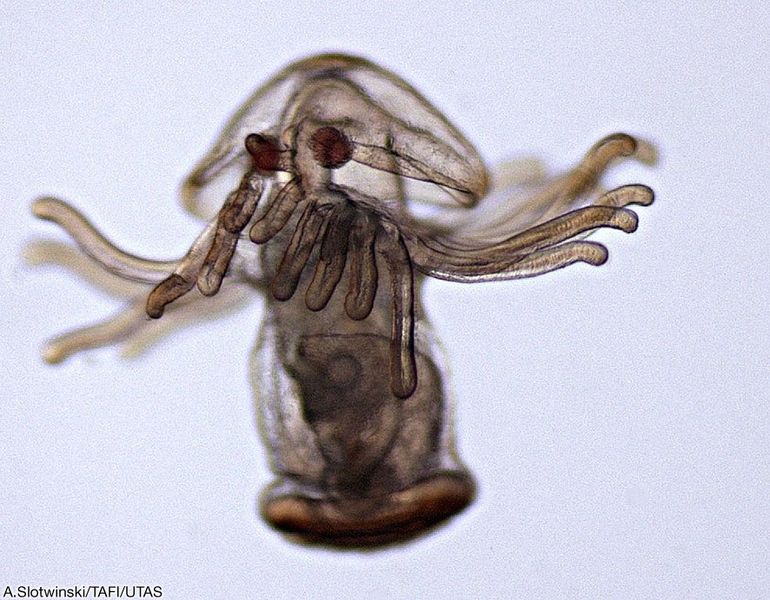 An example of zooplankton - Actinotroch larva of a phoronid worm, otherwise known as horseshoe worms