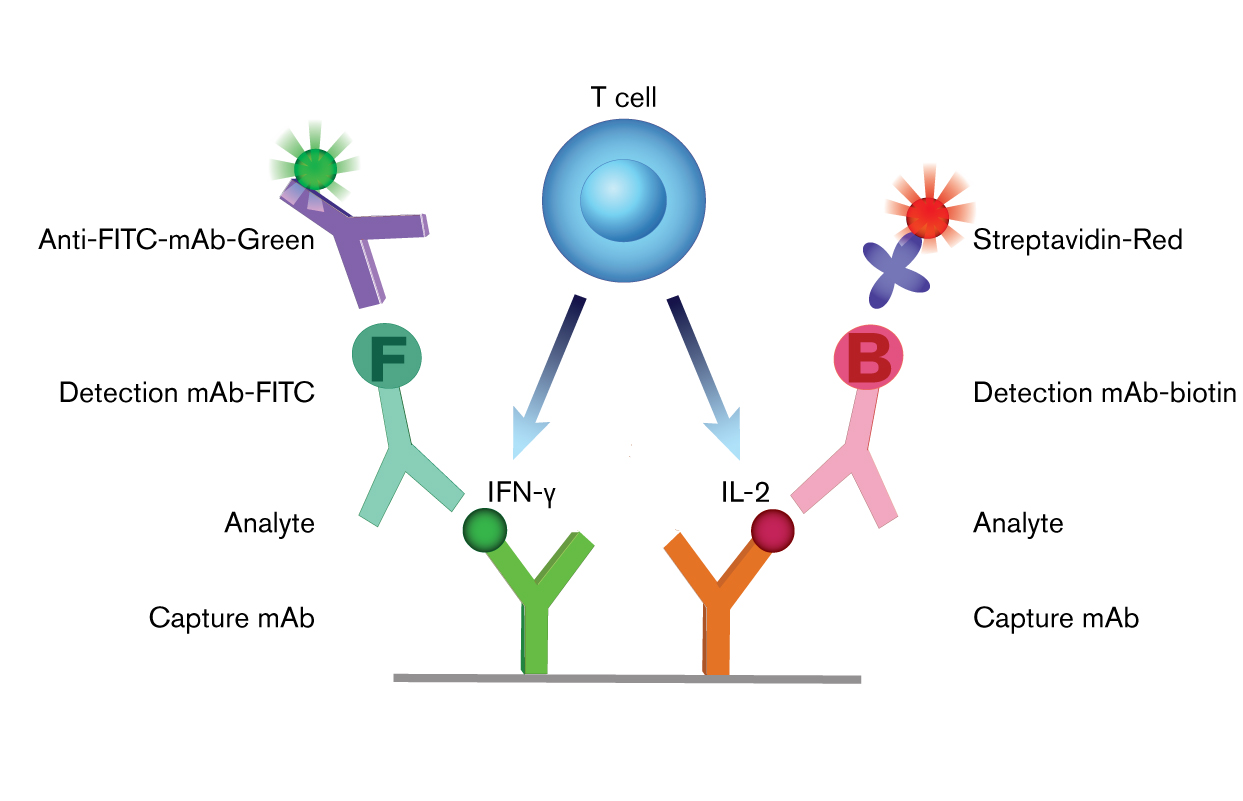 Figure 1. Principle of FluoroSpot detection of cells secreting two cytokines (IFN-γ and IL-2).