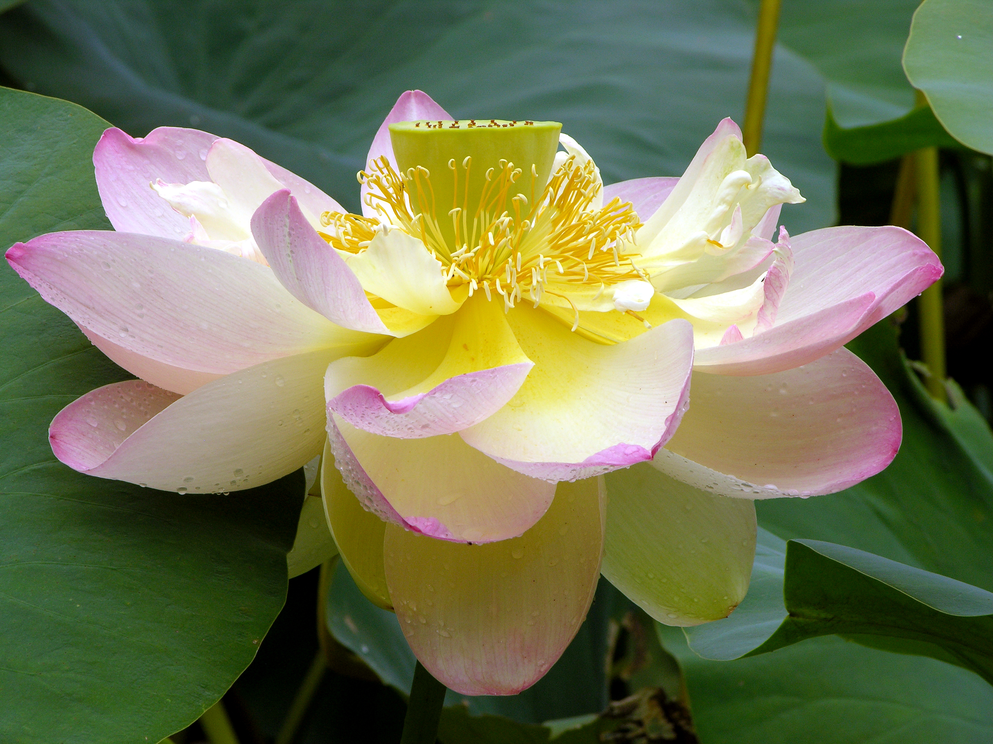 Nelumbo nucifera, commonly known as the Lotus.