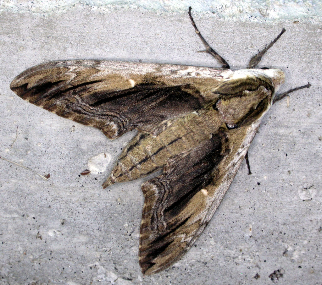 Elm Sphinx imago