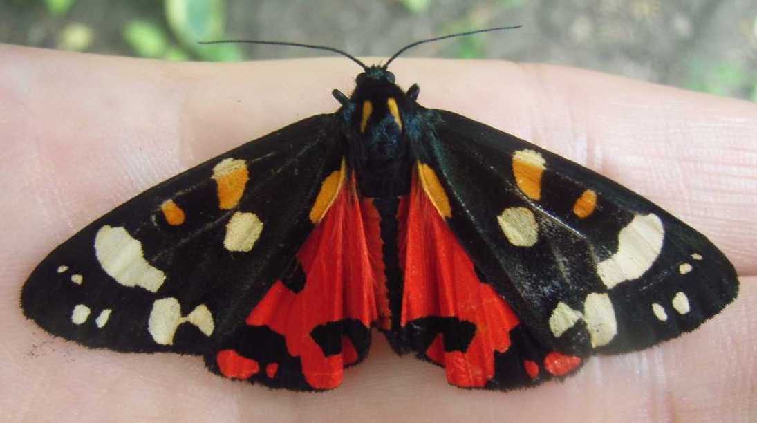 Scarlet Tiger Moth imago (adult) Scarlet Tiger Moth imago (adult)