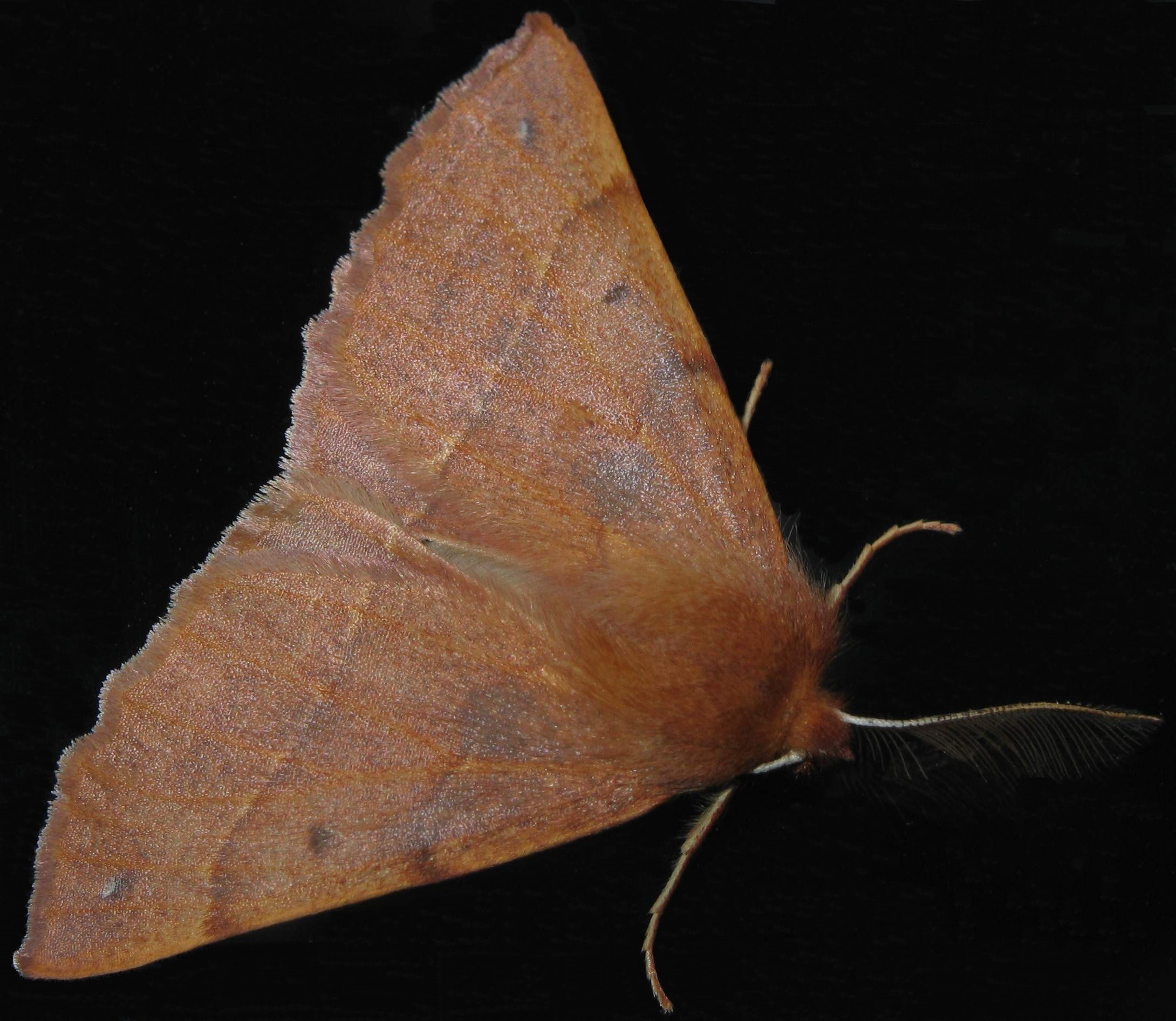 Feathered Thorn imago Feathered Thorn imago