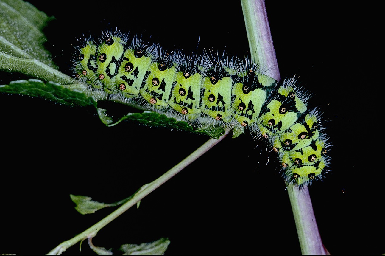 Emperor Moth caterpillar Emperor Moth caterpillar