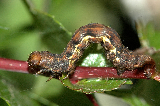 Engrailed caterpillar Engrailed caterpillar