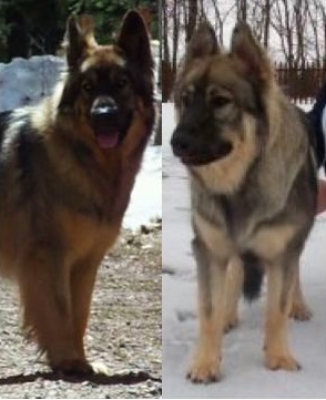A picture of the two most common colors in the Alsatian Shepalute, gold and silver.