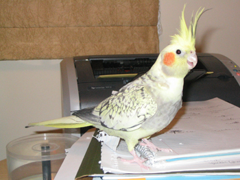 Pet Cockatiel combining the Opaline (cka Pearled) and ADMpied (cka Harlequin cka Recessive pied) mutations