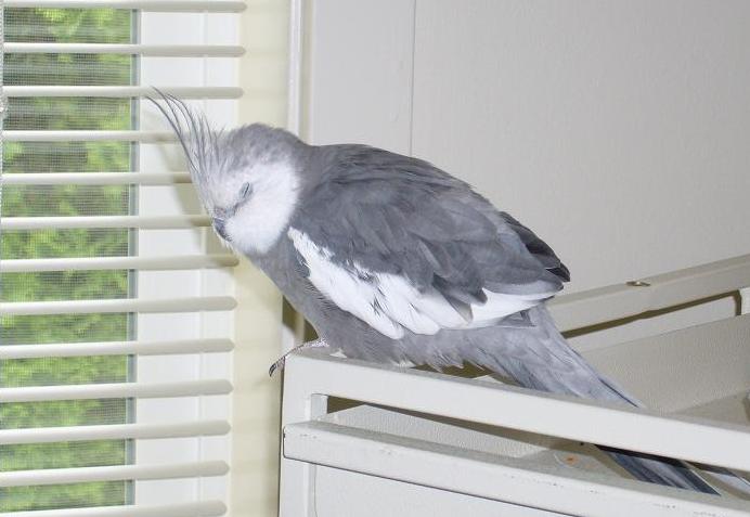 A Whitefaced (Blue) Cockatiel sleeping