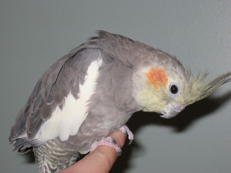 15 years-old hand-reared and socialized Wildtype (Normal Grey) female Cockatiel.
