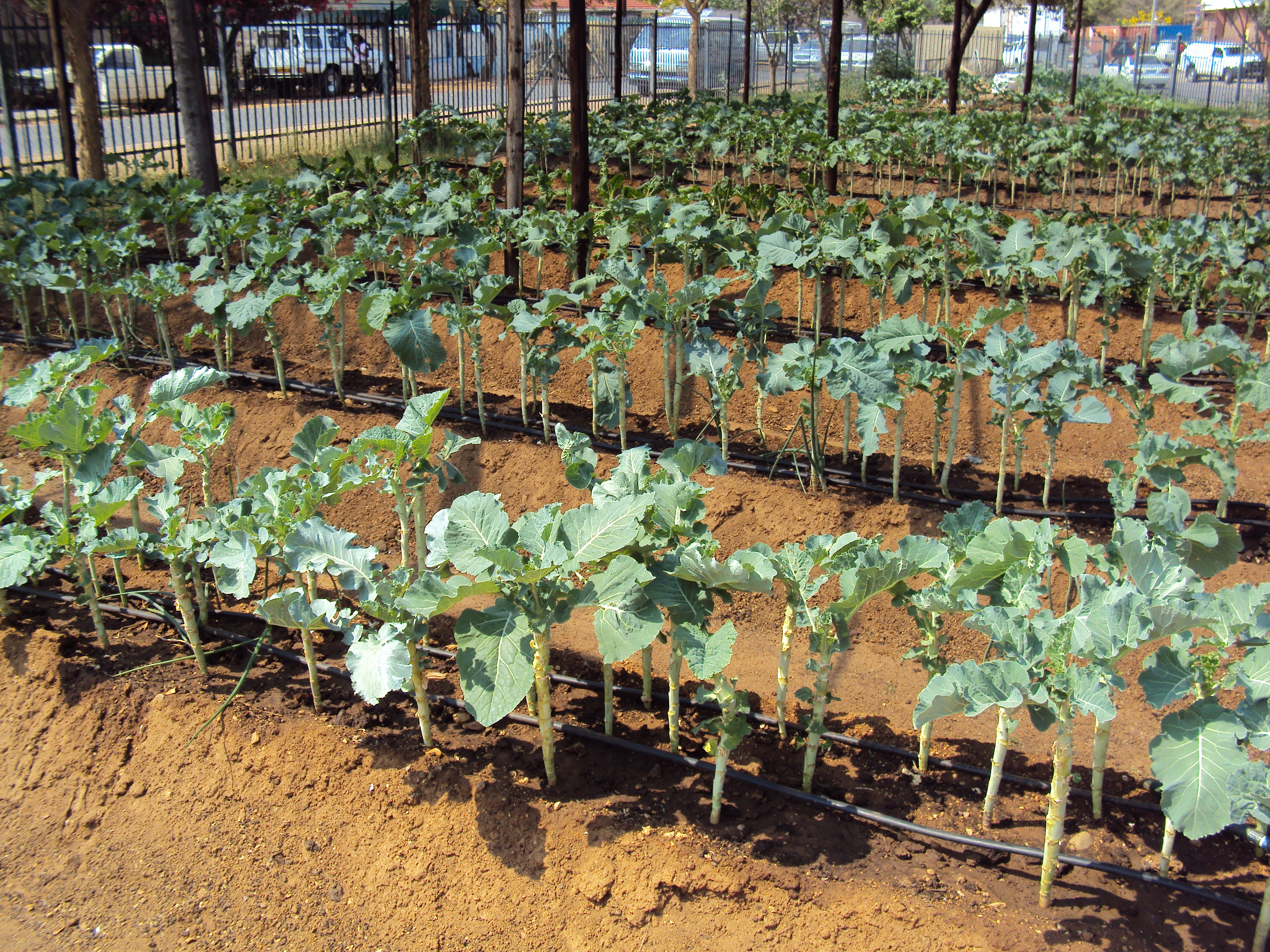 Community Ecological Garden