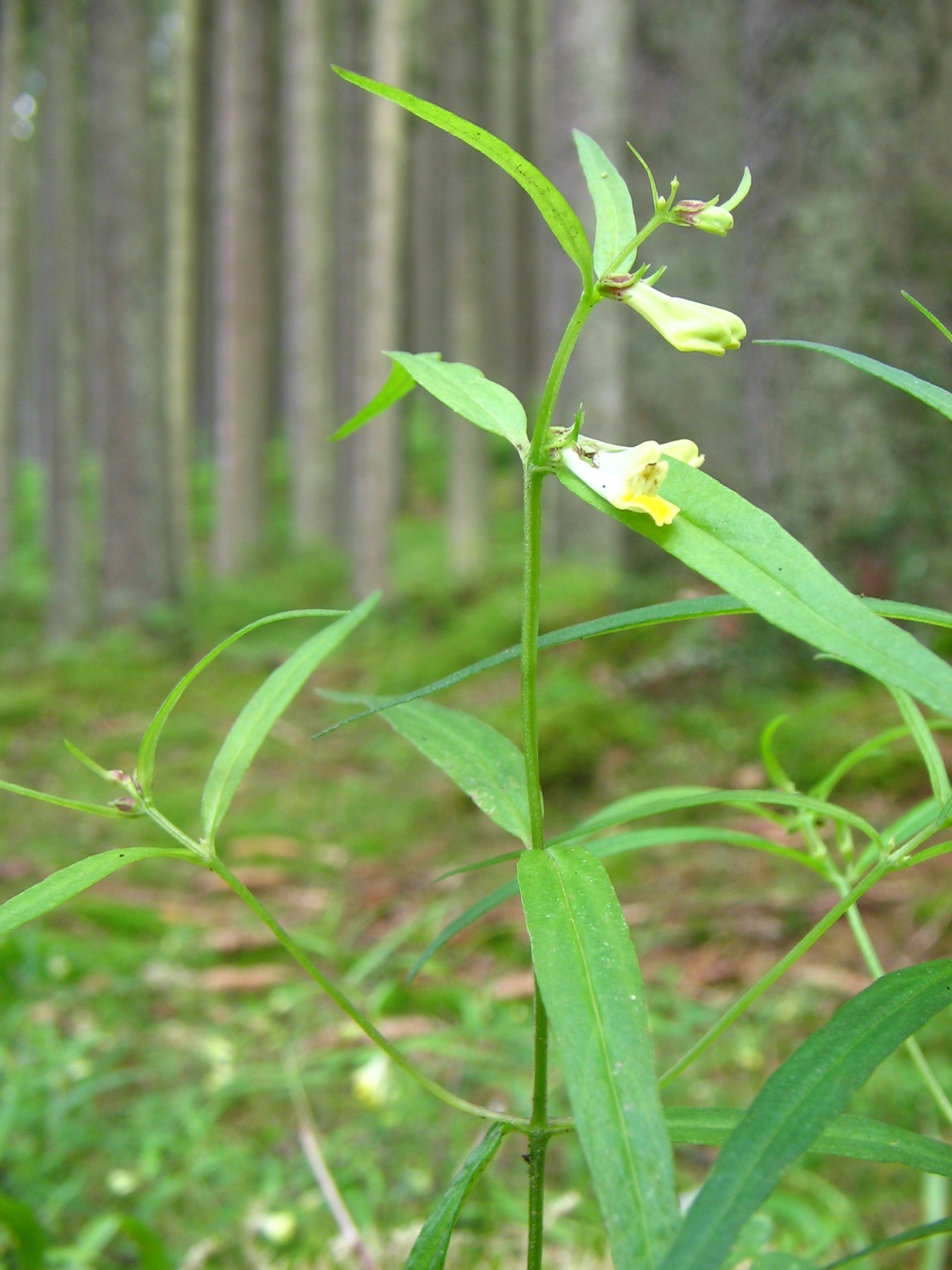 Cow wheat (Melampyrum pratense)