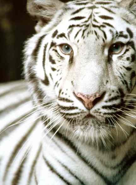 A white Bengal tiger in National Zoological Park Delhi, India.