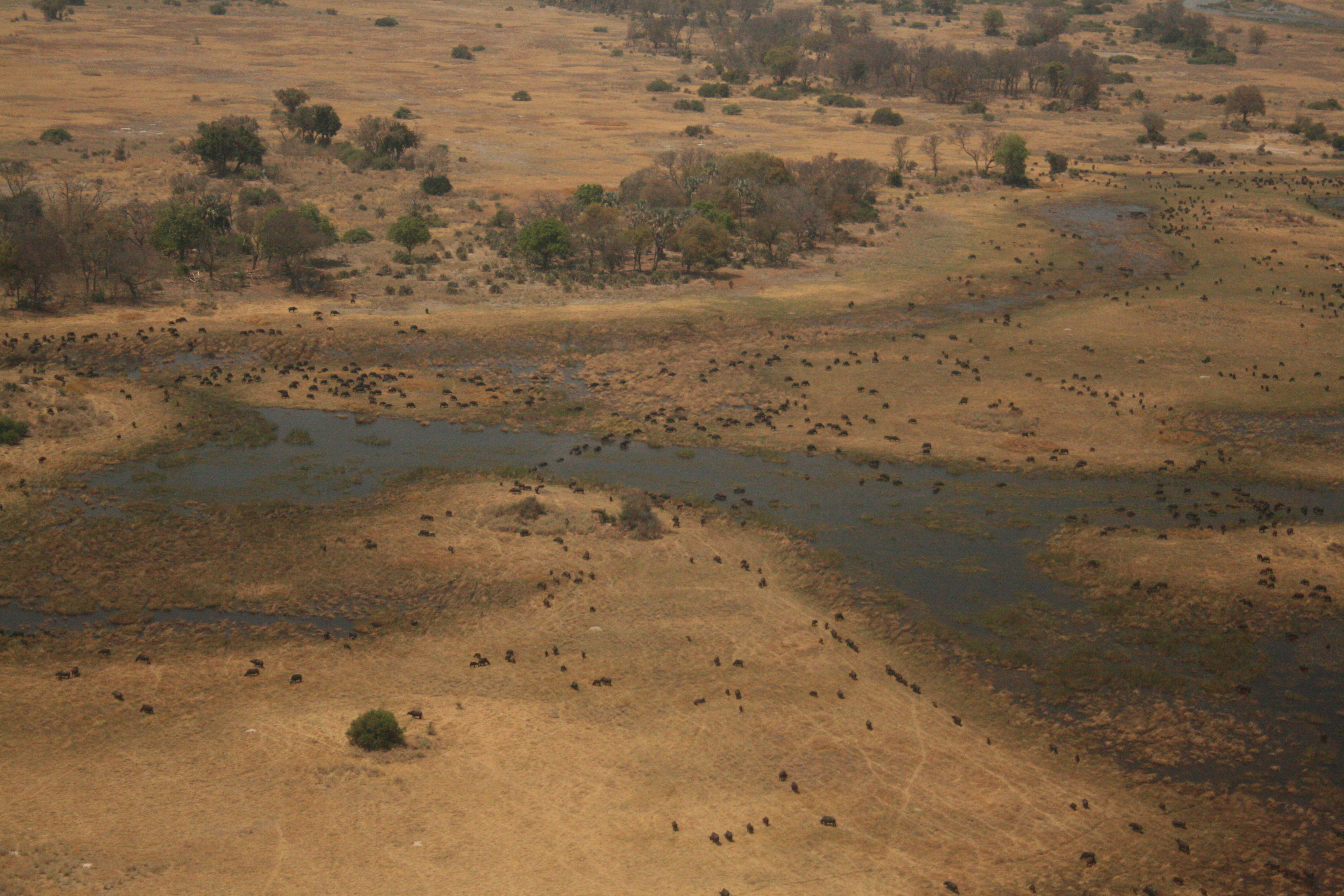 A buffalo herd in the Okavango delta known for its extremely rich wildlife A buffalo herd in the Okavango delta known for its extremely rich wildlife