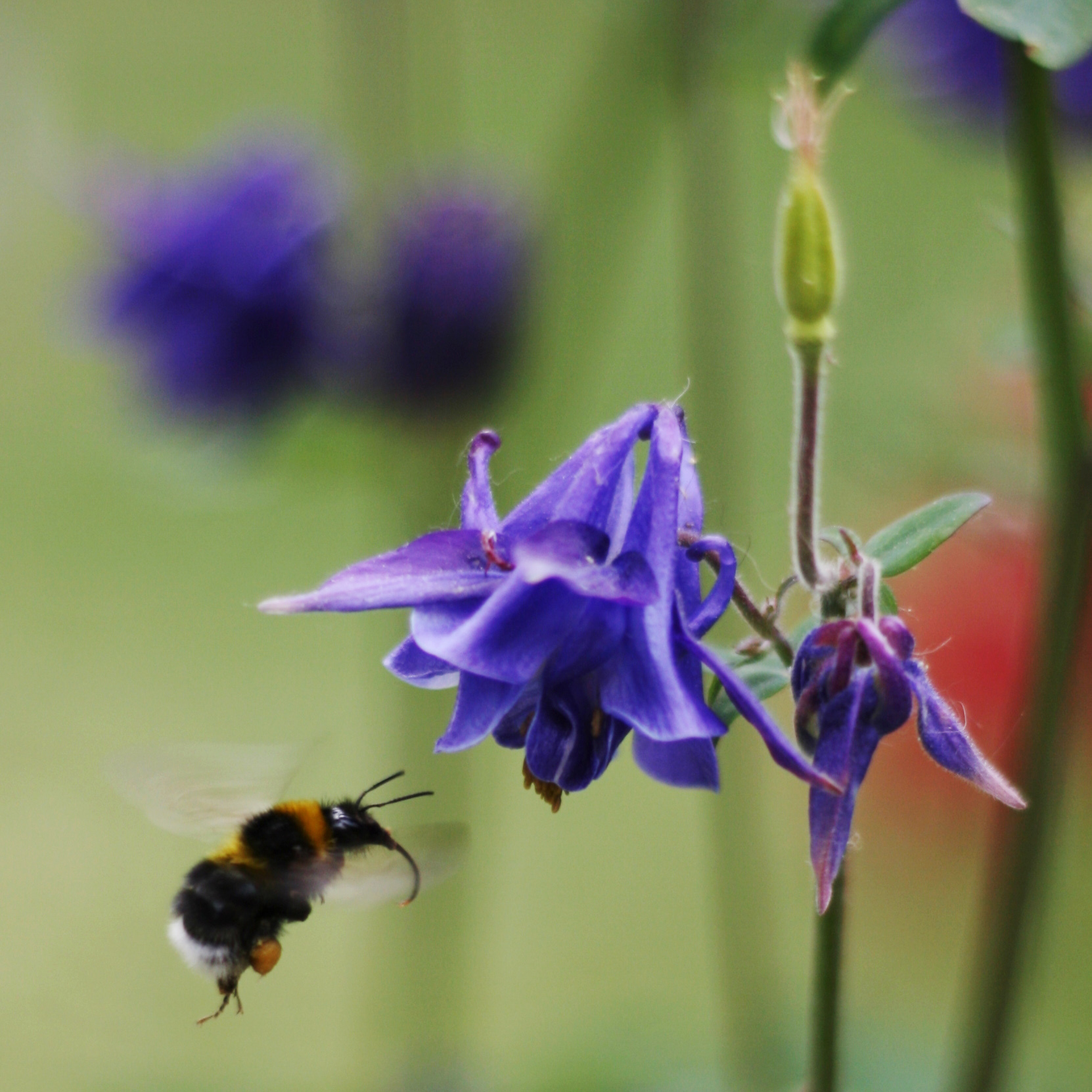 Pollination by a bumblebee, a type of ecosystem service