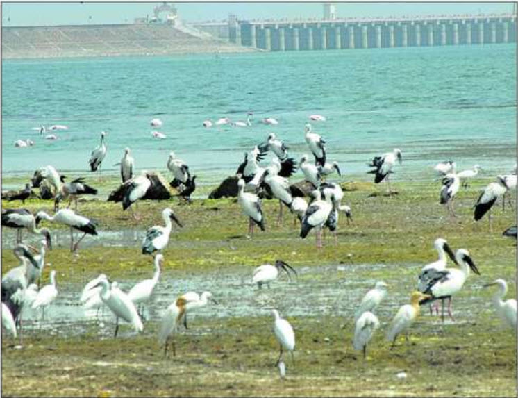 Migratory birds at Jayakwadi Dam, Aurangabad Migratory birds at Jayakwadi Dam, Aurangabad