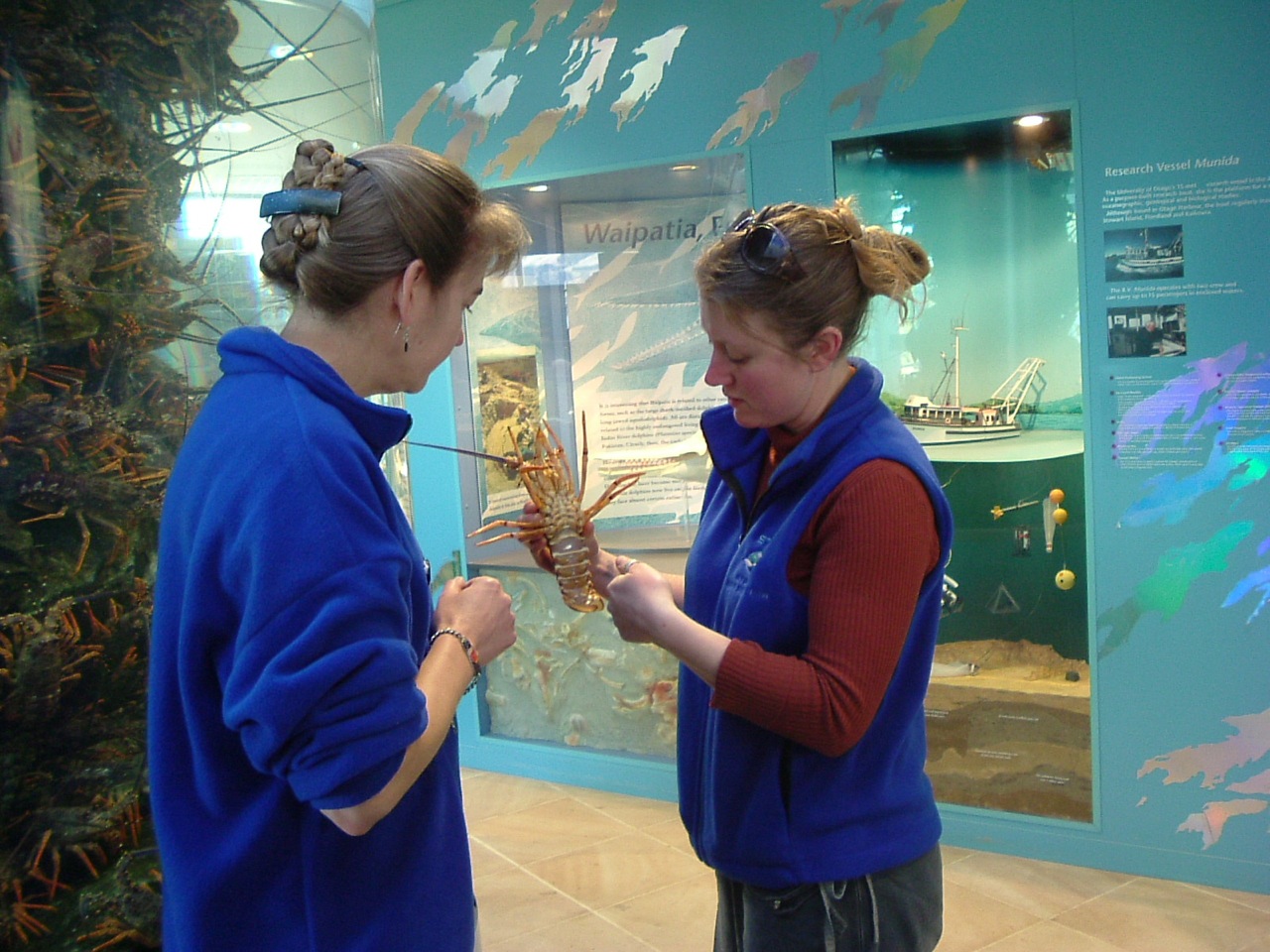 Crayfish display at NZ Marine Studies Centre.