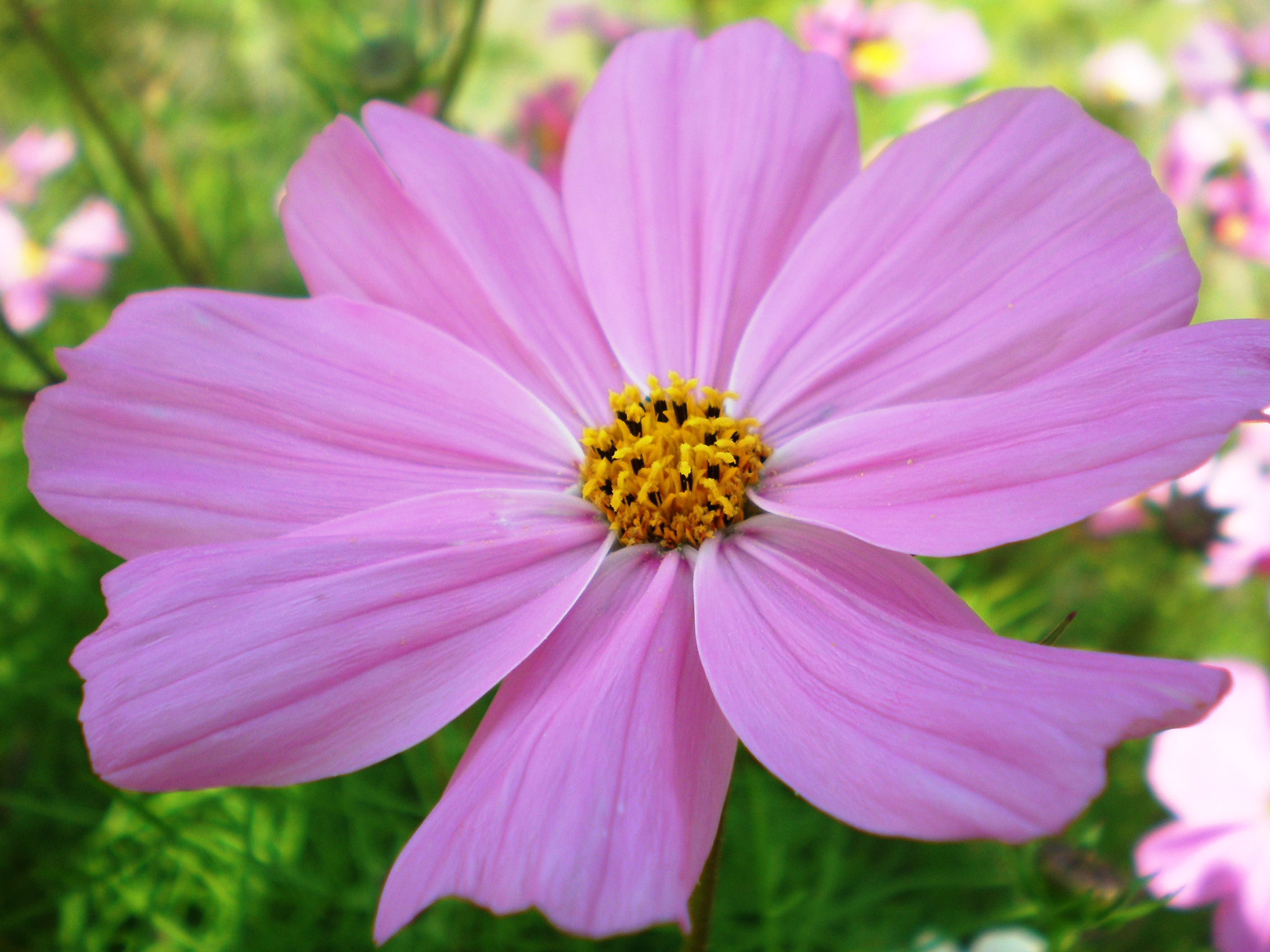 Official flower of the World Kindness Movement