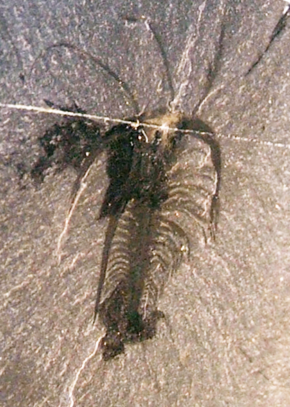 Marrella splendens, with a small dark stain visible towards the posterior