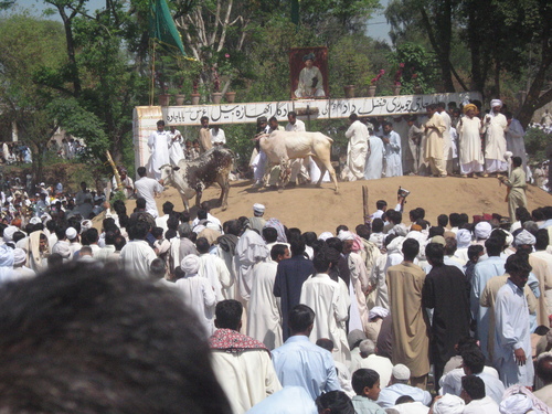 Bulls being led to the race rostrum or plaranh by the influential Gujjar Ch Gulam Abbas of Kantrili