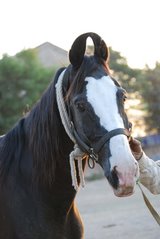 The most distinguishing features of the native pure bred horse are its lyre-shaped ears, which curve inward and often meet at the tips. Besides providing a sharp hearing, they can turn 180 degrees. Effectively blocking the ingress of the desert sand and dusty plains which are prevalent in this area. The coat is silky and often has the metallic shine of the Turkmeni horses. It comes in all colours, including piebald and skewbald
