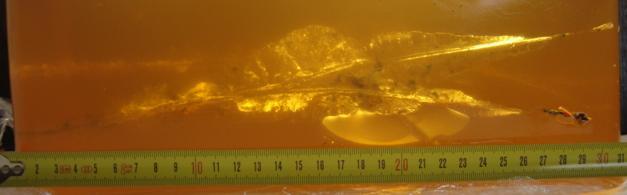 Gelatin impact of a 7.92mm C2F bullet. Gelatin impact of a 7.92mm C2F bullet.